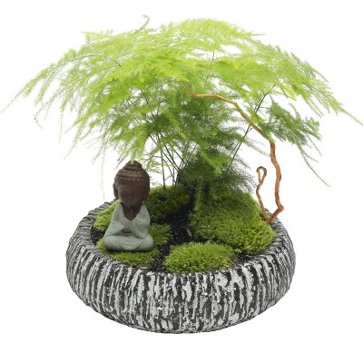 文竹四季常青佛系盆景